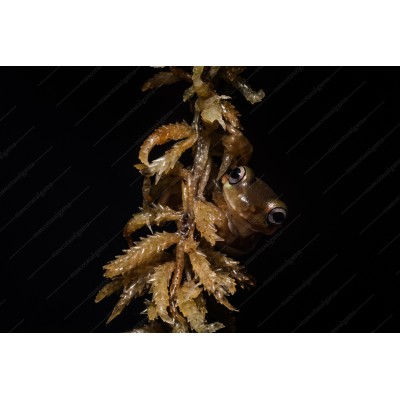 Rana gigante arborícola - Litoria caerulea (Juveniles)
